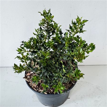 Ilex Mes Horstmann Mini