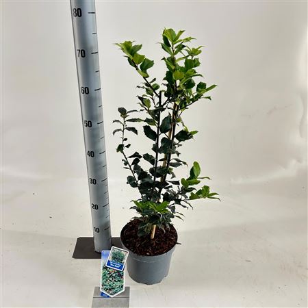 Ilex Mes Blue Maid