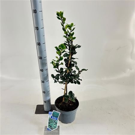 Ilex Mes Blue Prince