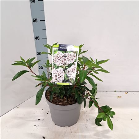 Kalmia Lat Peppermint