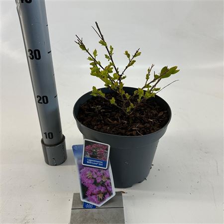 Lagerstroemia Indica With Love Girl