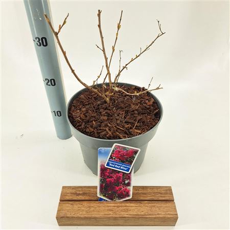 Lagerstroemia Red Red Wine