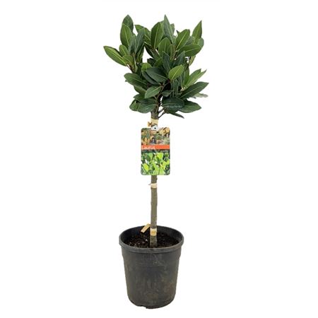 Laurus Nobilis On Stem