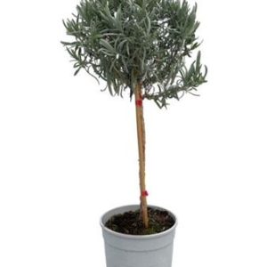 Lavandula Angustifolia On Stem