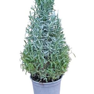 Lavandula Angustifolia Pyramid