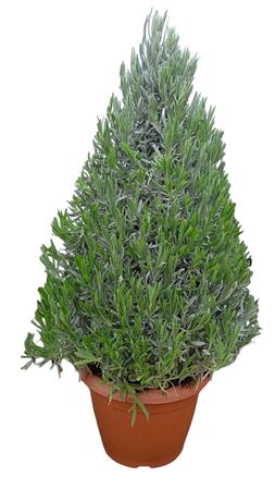 Lavandula Angustifolia Pyramid