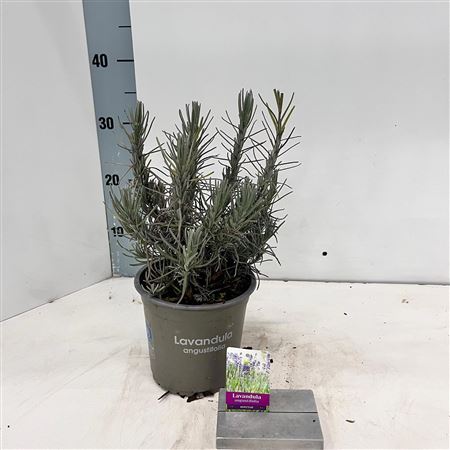 Lavandula An Munstead