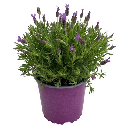 Lavandula Stoechas