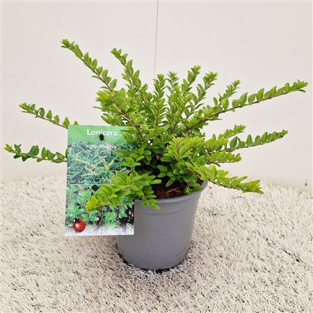 Lonicera Nitida Maigrün