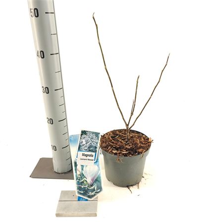 Magnolia Leonard Messel