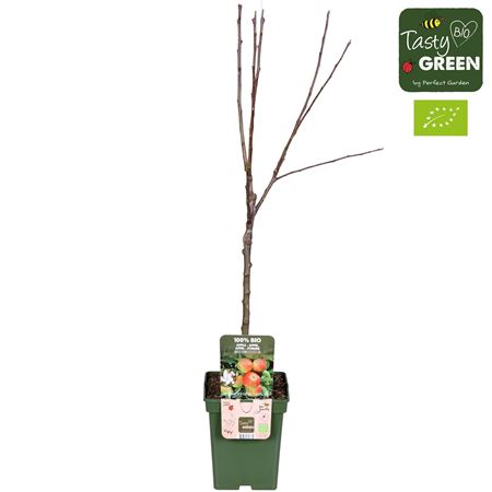 Malus Dom Elstar Bio