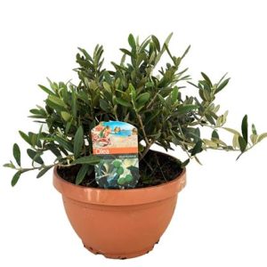 Olea Europaea On Stem Bowl