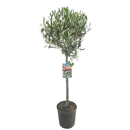 Olea Europaea On Stem