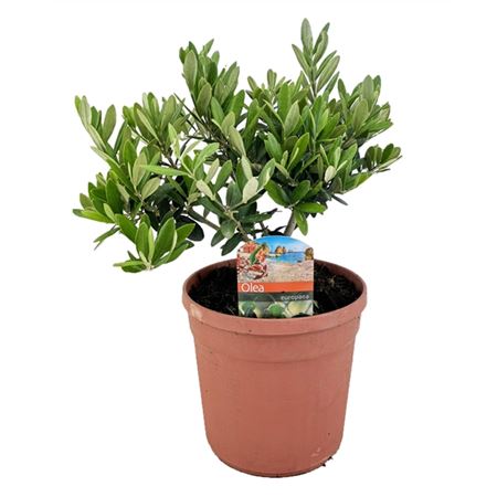 Olea Europaea Bush