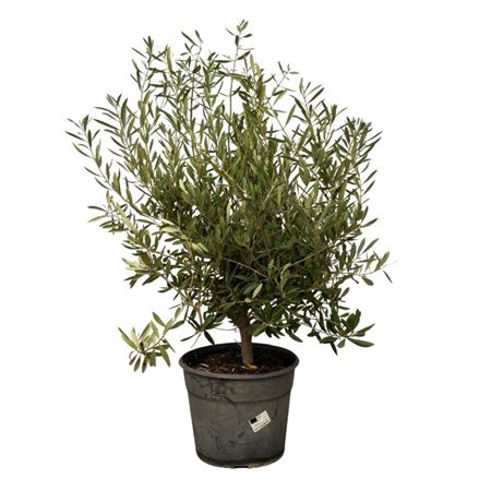 Olea Europaea Bush
