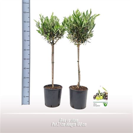 Olea Europaea On Stem