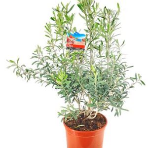 Olea Europaea Bush
