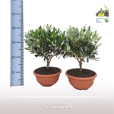 Olea Europaea Bonsai