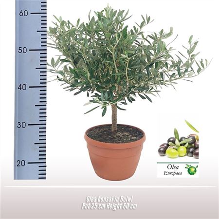 Olea Europaea Bonsai