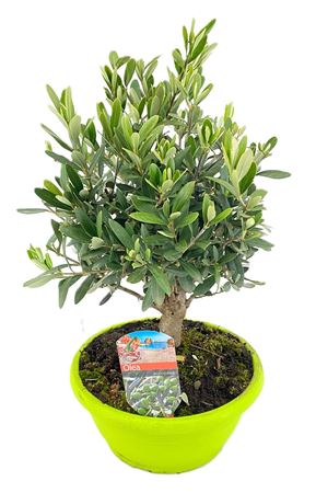 Olea Europaea On Stem Bowl