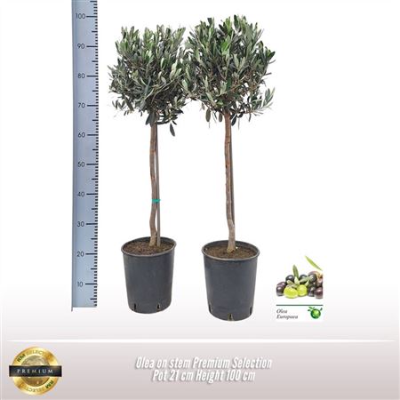Olea Europaea On Stem Premium