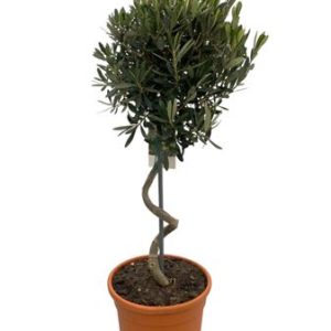 Olea Europaea Spiral Stem