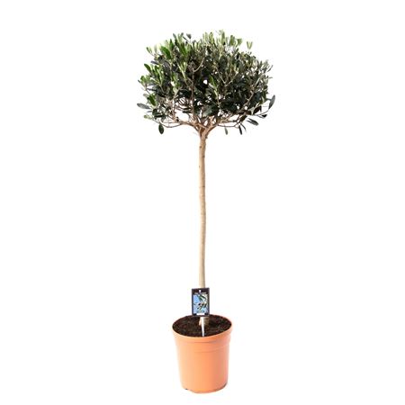 Olea Europaea On Stem