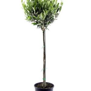 Olea Europaea On Stem