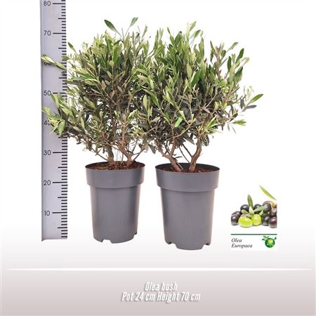 Olea Europaea On Stem