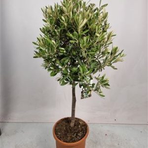 Olea Europaea On Stem