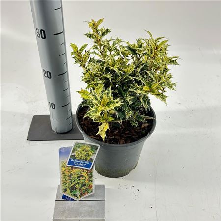 Osmanthus Het Goshiki