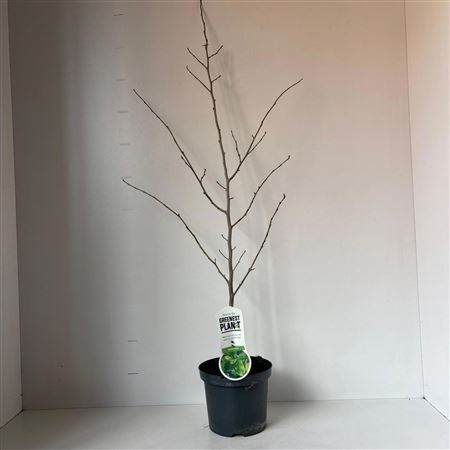 Parrotia Persica On Stick