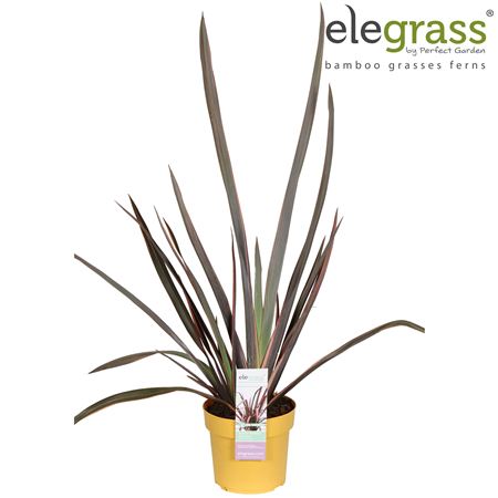 Phormium Pink Flamingo