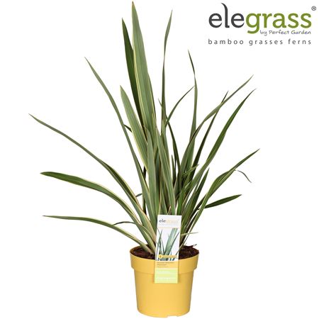 Phormium Wings Of Gold