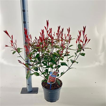 Photinia Fraseri Carré Rouge