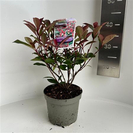 Photinia Fras Carré Rouge