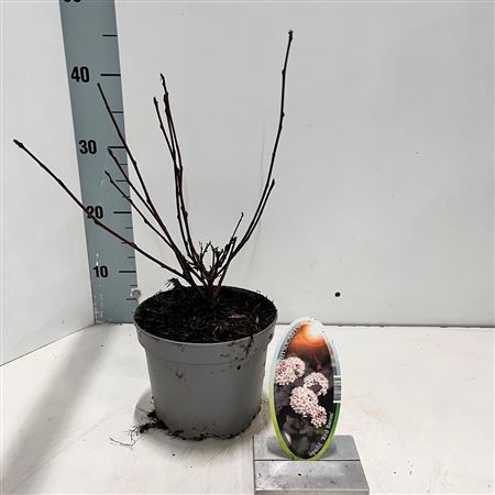 Physocarpus Op Red Baron