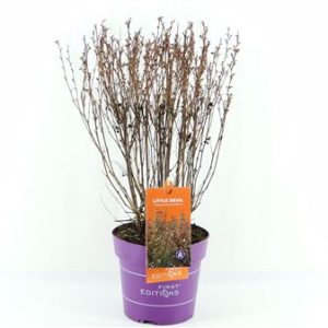 Physocarpus Op Little Devil