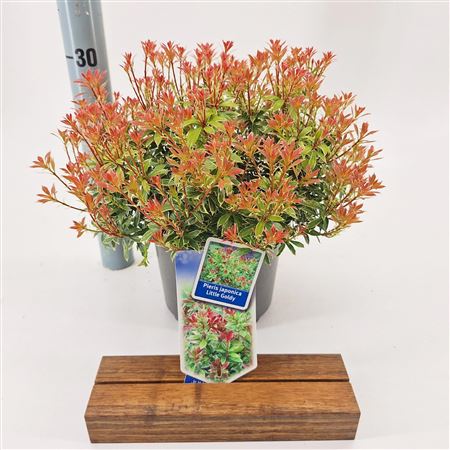 Pieris Jap Little Goldy