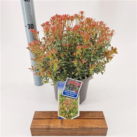 Pieris Jap Little Heath