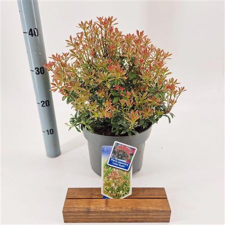 Pieris Jap Little Heath