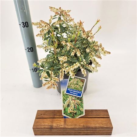 Pieris Jap Variegata