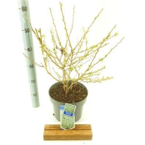 Prunus Incisa Yamadei