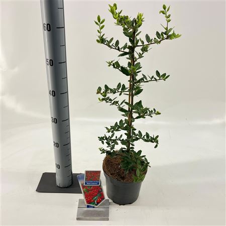 Pyracantha Red Column