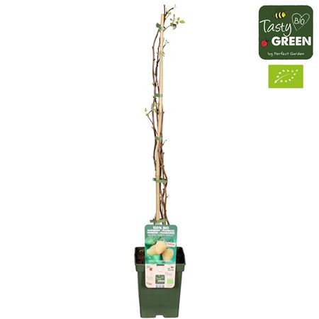 Rubus Idaeus Schlaraffia