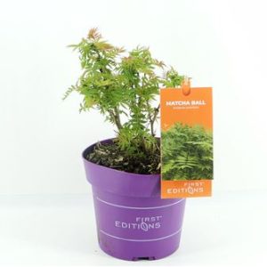 Sorbaria Sorb Matcha Ball