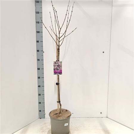 Syringa Meyeri Palibin