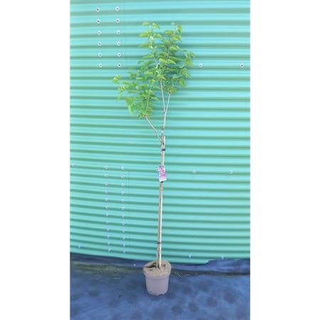 Syringa Vulg Michel Buchner On Stem