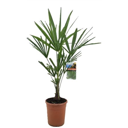 Trachycarpus Fortunei