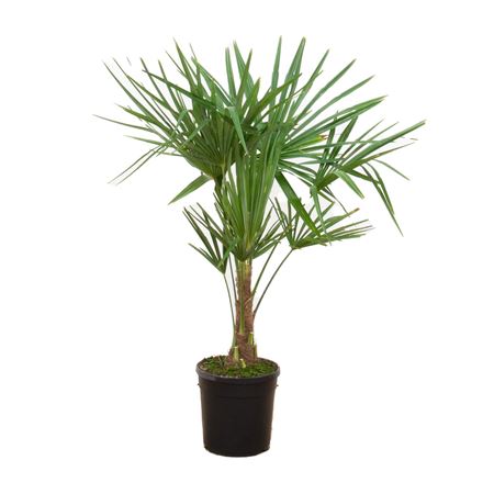 Trachycarpus Fortunei